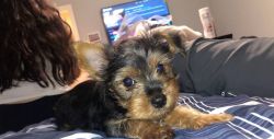 Adorable and sweet Yorkie puppy wants a forever home