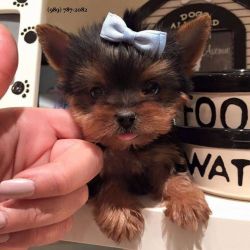 Super adorable Yorkie Puppies. So gentle and affectionate.
