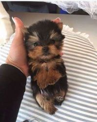 Yorkies puppies adorable 2 females and 2 males, with registration
