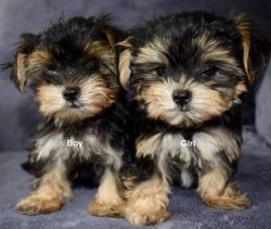 Magnificent Yorkie Puppies Available