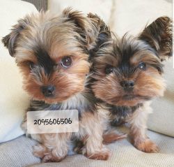 Cute Male and Female Yorkie Puppies for adoption.