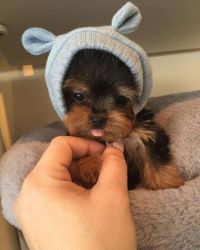 Gorgeous Tiny Yorkie Puppies For Adoption. Very Playful and friendly.