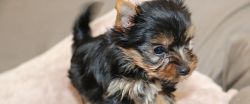 2 Affectionate Teacup Yorkie puppies For Adoption txt xxxxxxxxxx
