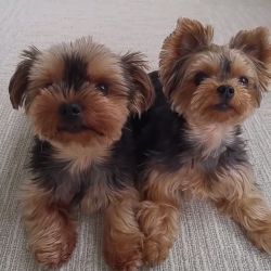 Cutest Male and Female Yorkie Puppies for Sale