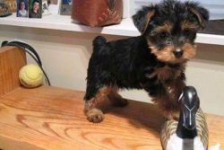 Male Charming Yorkie puppy for a forever home