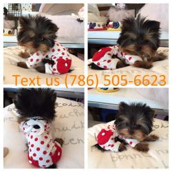 I have a male and female Yorkie puppies to offer
