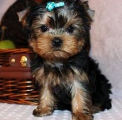 Cute healthy Little Yorkie puppies for sale
