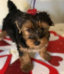 AKC Registered Yorkshire terrier Puppies Ready