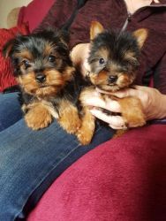 Cute Yorkie puppies for a new home