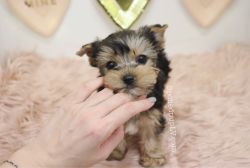 Yorkshire Terrier - Armani - Male