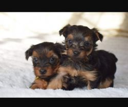 Lovely yorkie puppies for sale
