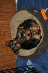 male and female Yorkie puppy for re homing