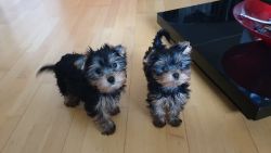 Astonishing Yorkshire puppies available