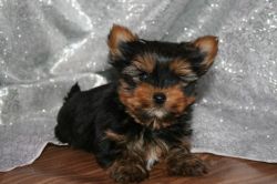 Healthy Yorkshire Terrier puppies for sale.