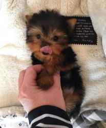 Baby Teacup Yorkie puppies available now Text or call xxx-xxx-xxxx