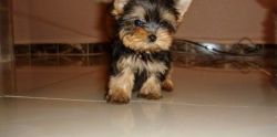 Nice Male and Female Teacup Yorkshire Terrier Puppies