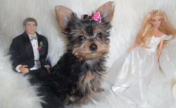 Tiny Teacup Male and Female Yorkie Puppies