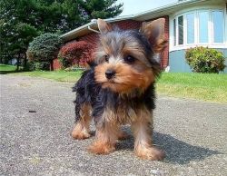 Friendly Yorkie puppies looking for their forever homes.