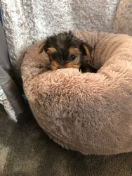 Amazing Yorkie puppy looking for re homing