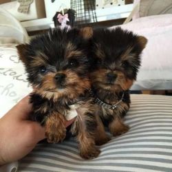 Quality Akc Registered Male And Female Tea Cup Yorkshire Terrier Puppi
