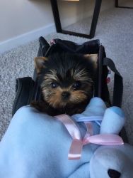AKC registered Yorkie puppies is looking for a loving family.