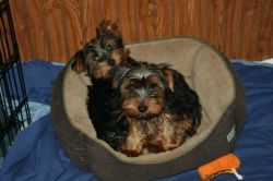 Yorkie puppies for a New Home