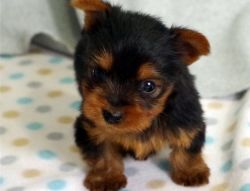 Cute Toy Yorkie puppies for Sale.
