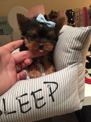 Yorkie puppies Male and female.good with kids and other pets at home!