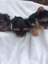 2 AKC papered Yorkshire Terrier puppies