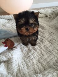 Very cute and lovely Yorkie puppy looking to be part of your family