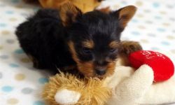 Most Beautiful Teacup Yorkshire Terrier Puppies