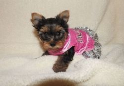 Perfect Healthy Toy Yorkie puppies.