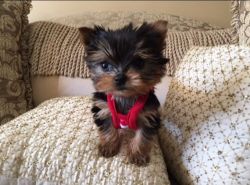 Registered Yorkie puppies He is 13 weeks old and is vaccinated and d