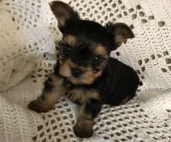Microchiped Teacup Yorkshire Terrier Puppies