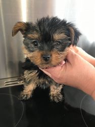 Registered Yorkie Puppies For sale