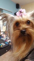 All 4 pets home of the schnauzers and yorkie babies ruidoso nm 88345