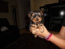 Yorkie puppy for sale into good home