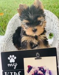 confident Yorkie Terrier Puppies for sale