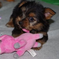 Top Family Raised Yorkshire Terrier Puppies.