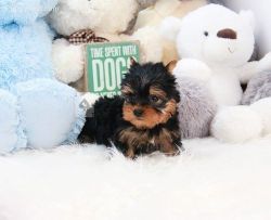 Stunning Micro Teacup Yorkie Puppies For Sale.