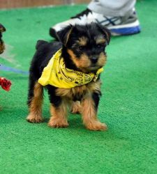 Full AKC Yorkshire Terrier Puppies.