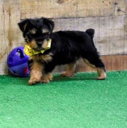 AKC registered Yorkshire Terrier Puppies.