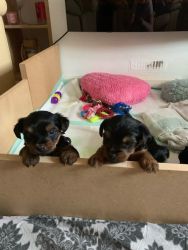 lovely and adorable yokie puppies for adoption now