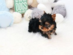 AKC Micro Teacup Yorkshire Terrier puppies