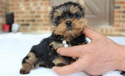 Nice/healthy Tiny Yorkshire Terrier puppies