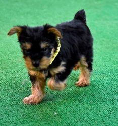 AKC male and female Yorkshire Terrier puppies