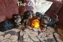 Gorgeous Full Pedigree Yorkshire Terrier Puppies for sale