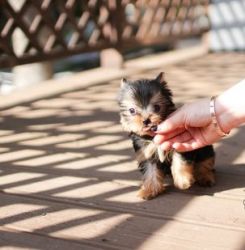 Cute AKC Teacup Yorkshire Terrier puppies