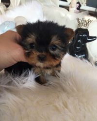 Extra small Teacup Yorkie. Max 3 lbs at maturity.