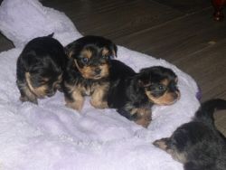 Marvelous Tiny Yorkie Puppies